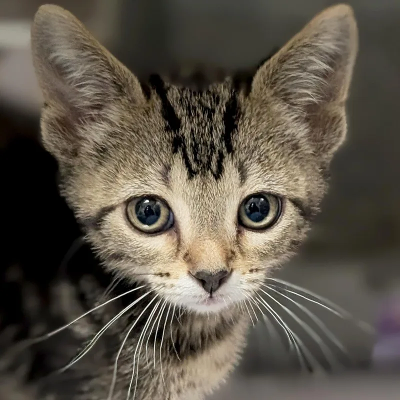 A baby medium-sized male Tabby (Brown / Chocolate) Domestic Short Hair cat named Zyzzyx for adoption in Jefferson, WI