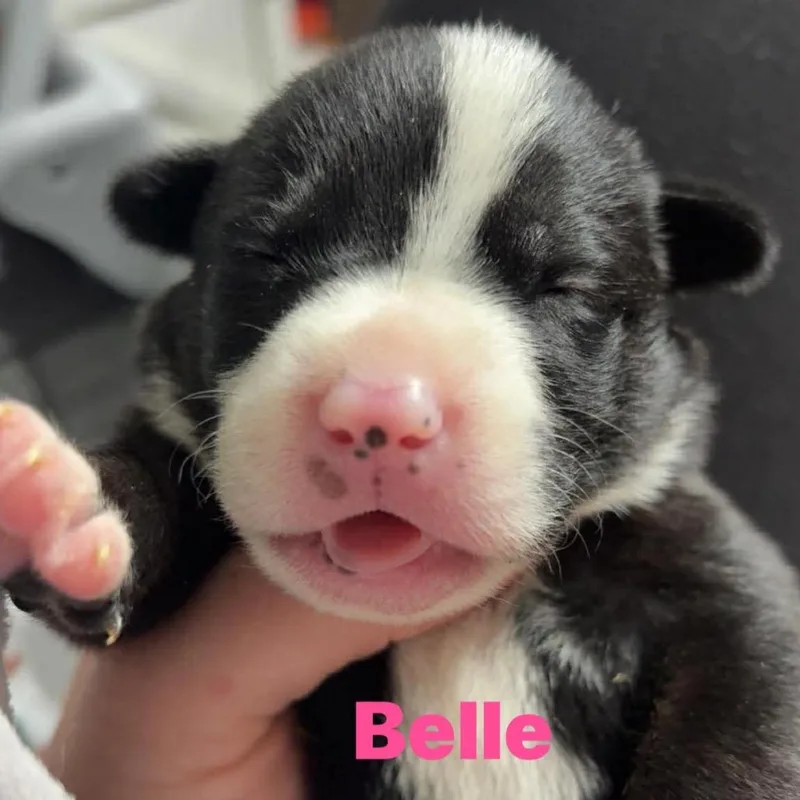 A baby small-sized female Black German Shepherd Dog dog named Belle for adoption in Chillicothe, IL