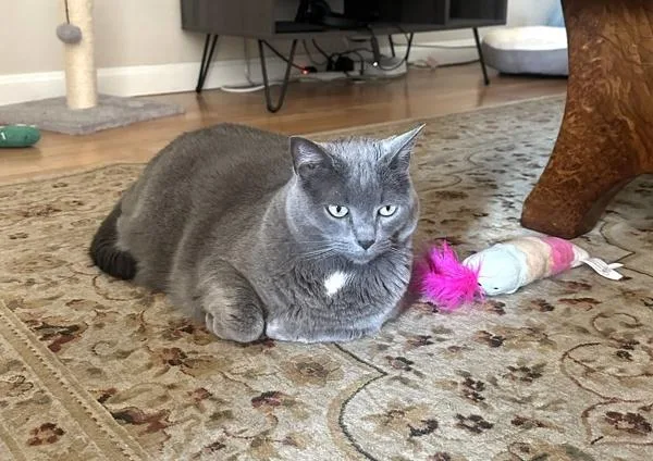 An adult small-sized female Domestic Short Hair cat named Juma for adoption in Berkeley, CA