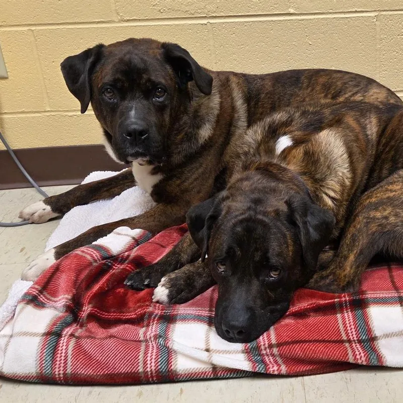 A senior large-sized male Brindle Mixed Breed dog named Rocky for adoption in Waukesha, WI