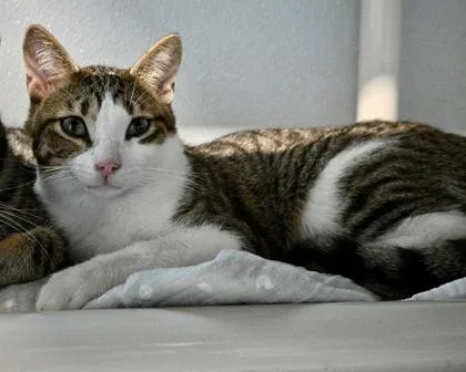 A young small-sized male Domestic Short Hair cat named Ronaldo for adoption in West Seneca, NY