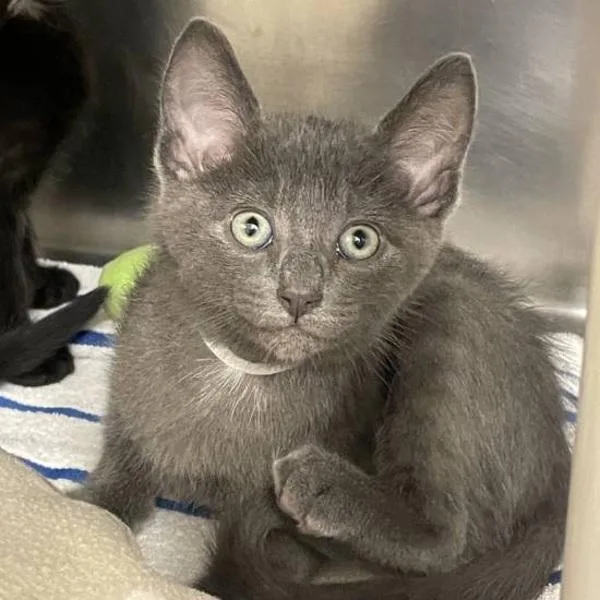 A baby small-sized male Domestic Short Hair cat named Raiden for adoption in Walnut Creek, CA