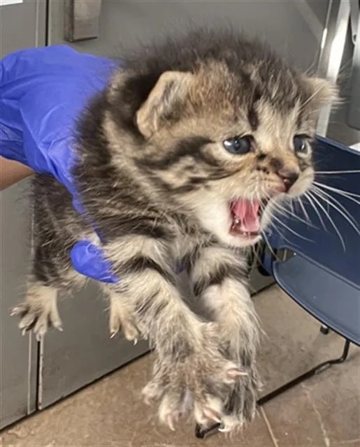 A baby medium-sized female Domestic Short Hair cat named Mimi for adoption in Dallas, TX