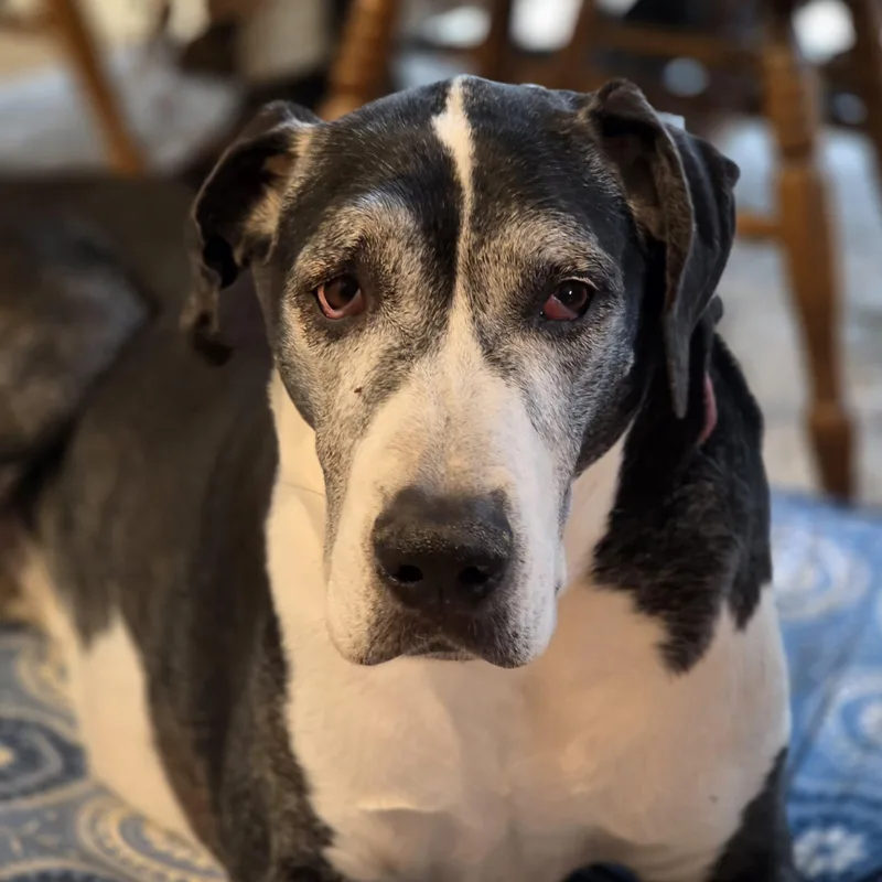 Buttermilk thumbnail 2