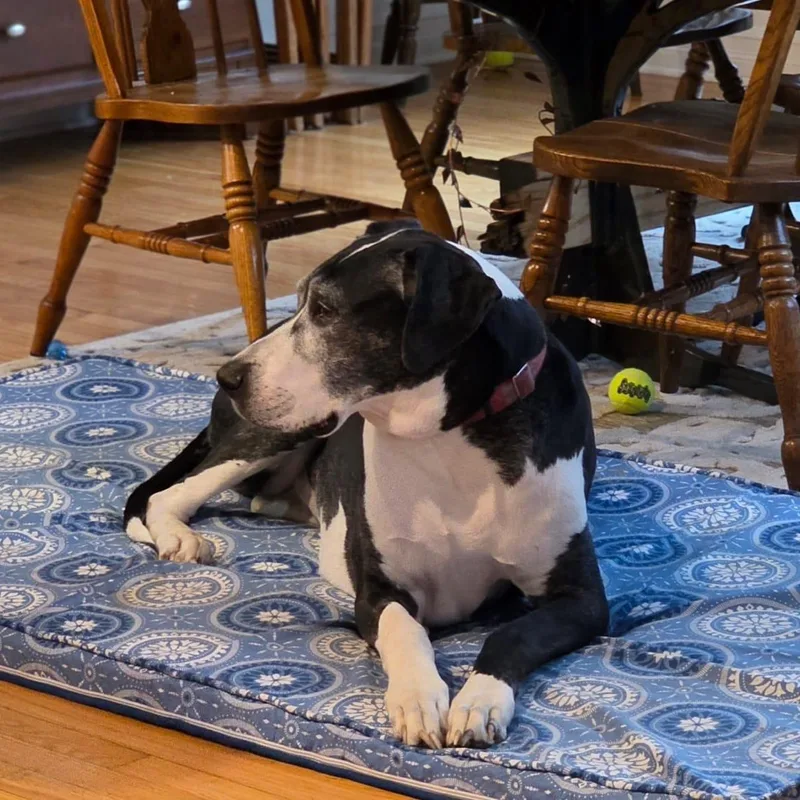 Buttermilk thumbnail 3