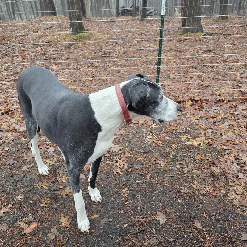 Buttermilk thumbnail 5