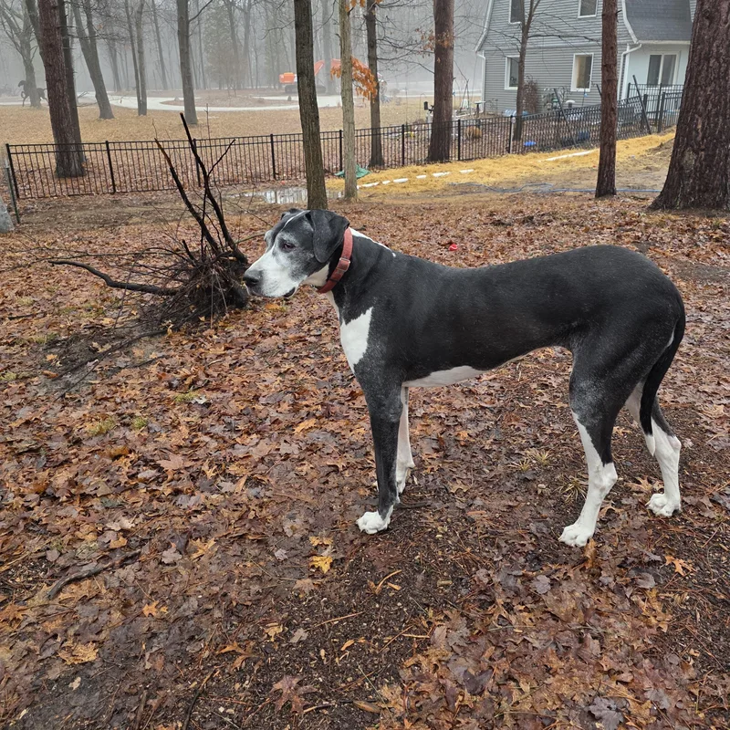 Buttermilk thumbnail 6