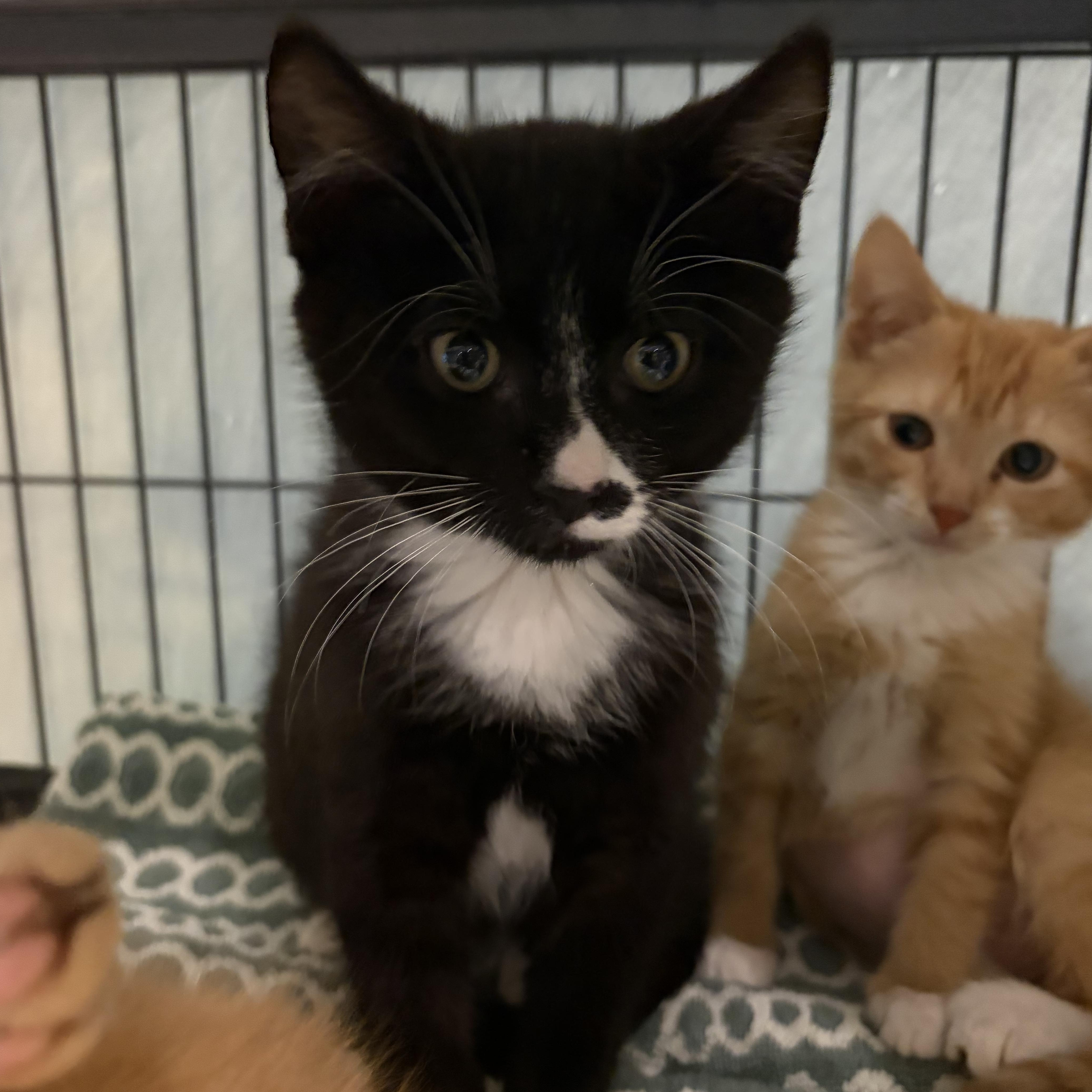 A baby medium-sized male Black Domestic Short Hair cat named Monty for adoption in Charleston, SC