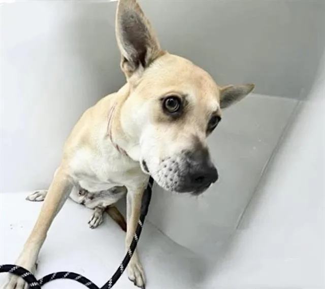 An adult medium-sized female Shiba Inu dog named A for adoption in Houston, TX