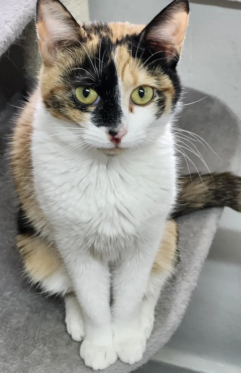 A young medium-sized female Calico cat named Cassandra for adoption in Webster, NY