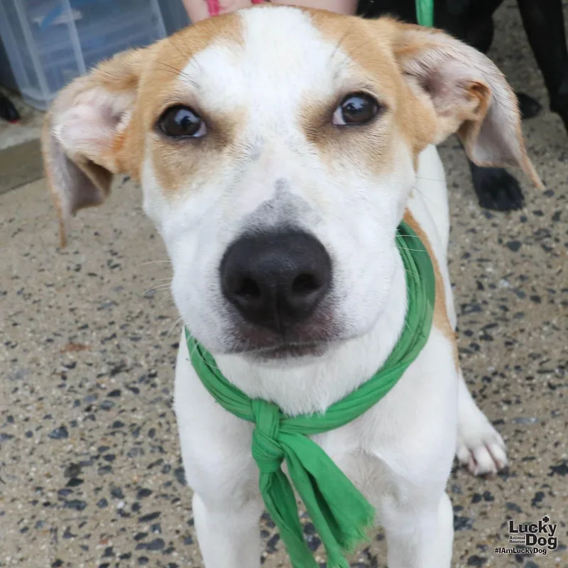 A baby large-sized male Shepherd dog named Ridge for adoption in Washington, DC