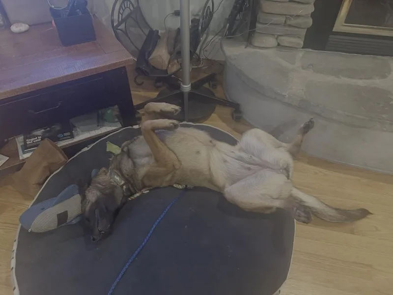 Molly  Located In thumbnail 2