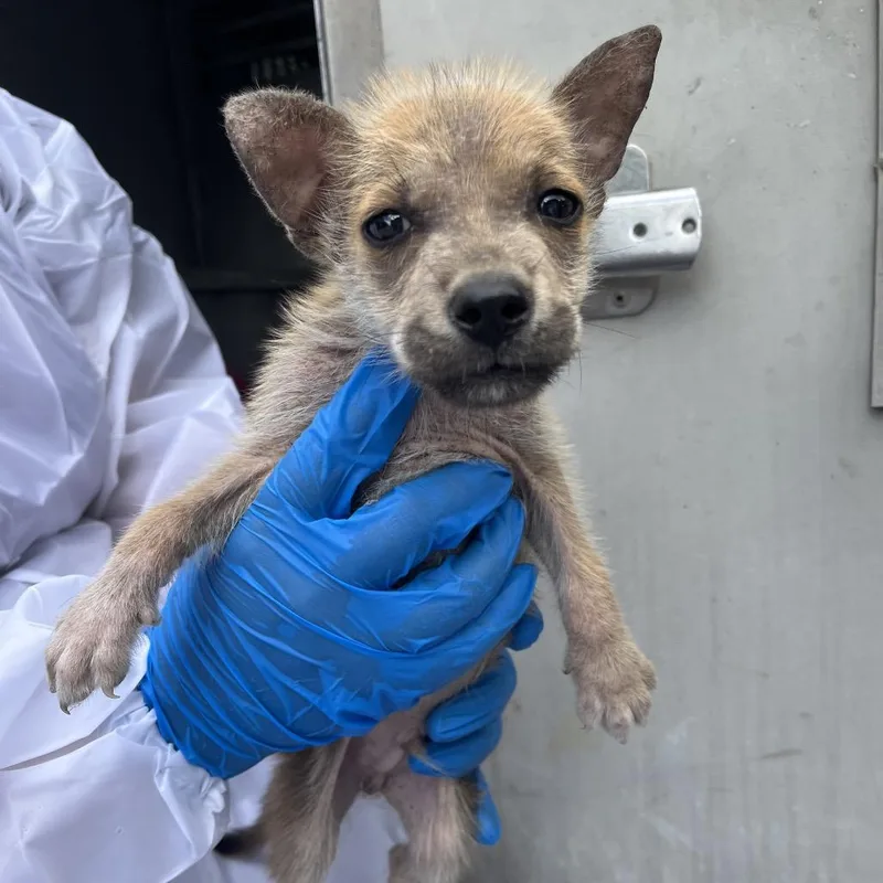 A baby small-sized male Shepherd dog named Liam for adoption in Edinburg, TX