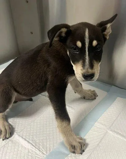 A baby small-sized male Shepherd dog named Gortash for adoption in Fresno, CA