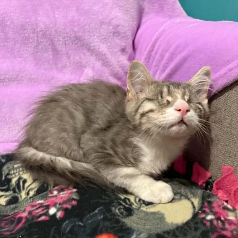 A baby small-sized male Tabby (Gray / Blue / Silver) Domestic Medium Hair cat named Finnick for adoption in Antioch, CA