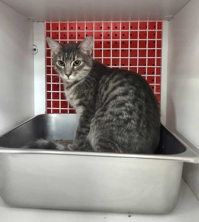 A baby medium-sized male Blue Point Domestic Short Hair cat named Rami for adoption in Golden Valley, AZ