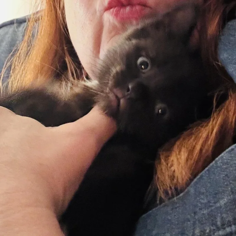 A baby small-sized male Black Domestic Medium Hair cat named Savannah's River BONDED PAIR for adoption in Chantilly, VA