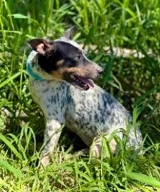 A young small-sized female Australian Cattle Dog / Blue Heeler dog named Willa for adoption in Thompson Falls, MT