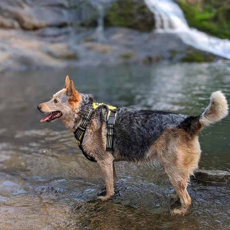 A senior medium-sized female Gray / Blue / Silver Australian Cattle Dog / Blue Heeler dog named Louise for adoption in Corvallis, OR