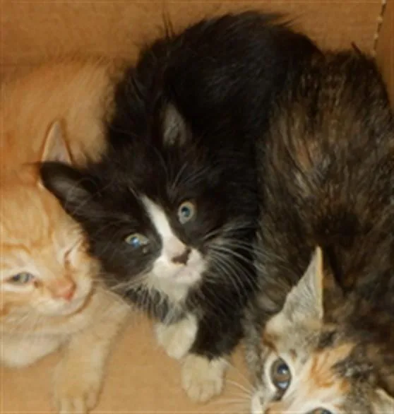 A baby small-sized male Domestic Short Hair cat named Knight for adoption in San Jose, CA