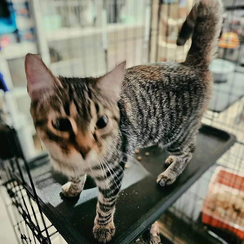 A young medium-sized female Domestic Short Hair cat named Honeymoon for adoption in mount vernon, AR