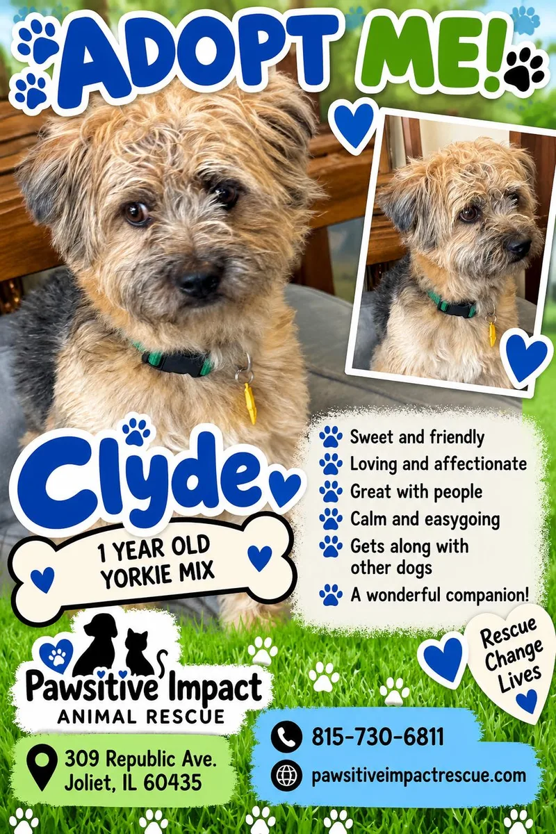 A young small-sized male Tricolor (Brown, Black, & White) Yorkie Poo dog named Clyde for adoption in Joliet, IL