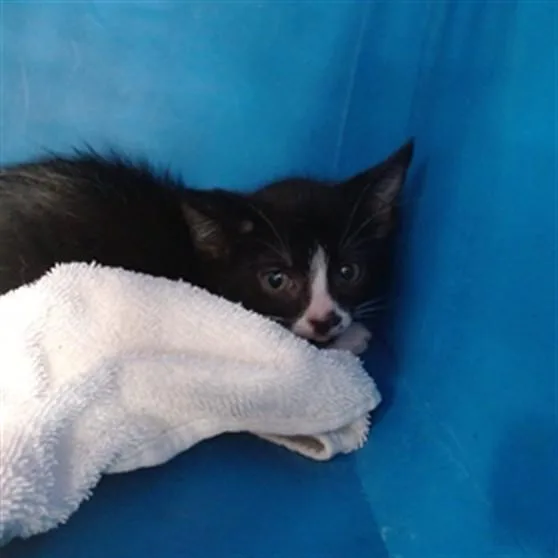 A baby small-sized female Domestic Short Hair cat named Apr for adoption in Louisville, KY