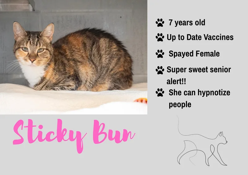 A senior medium-sized female Domestic Short Hair cat named Sticky Buns for adoption in Junction City, KS