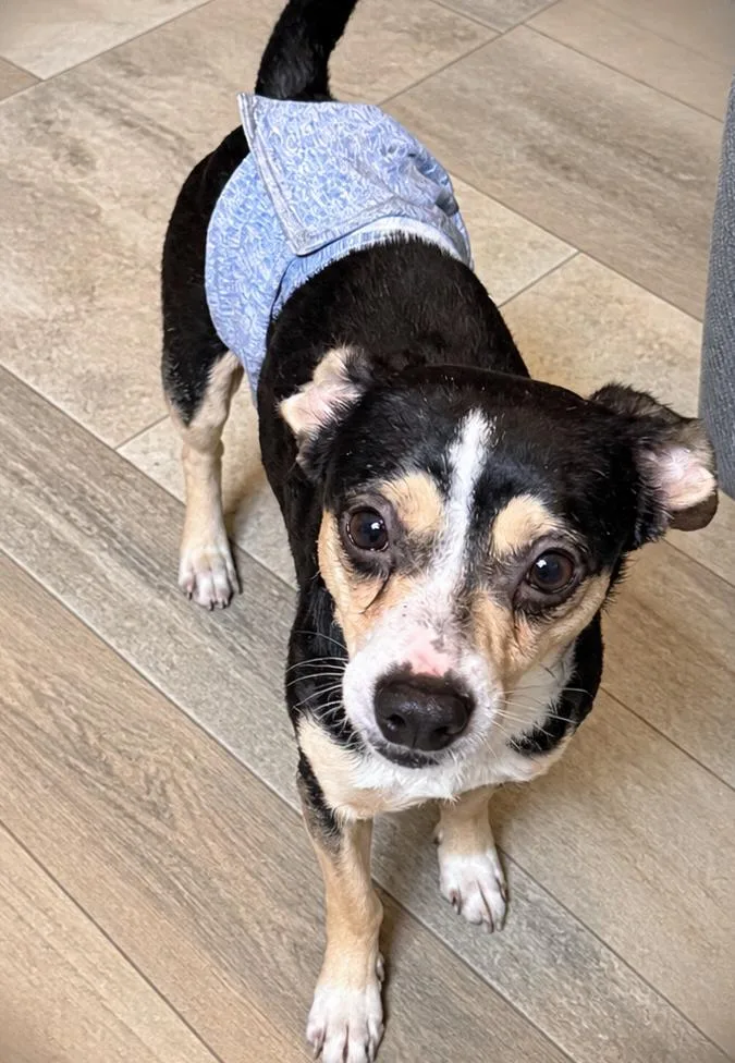 A young small-sized male Chihuahua dog named Buddy for adoption in Grand Rapids, MI