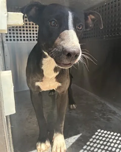 A young large-sized female Pit Bull Terrier dog named Licorice for adoption in Phoenix, AZ