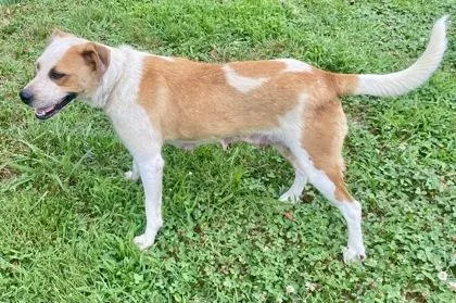 An adult medium-sized female Yellow / Tan / Blond / Fawn Australian Cattle Dog / Blue Heeler dog named Hilda for adoption in Glasgow, KY