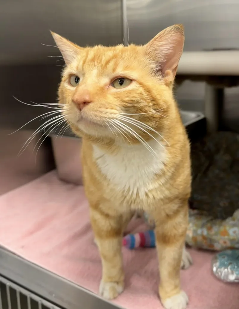 An adult medium-sized male Tabby (Orange / Red) Domestic Short Hair cat named Alfredo for adoption in Maple Shade, NJ