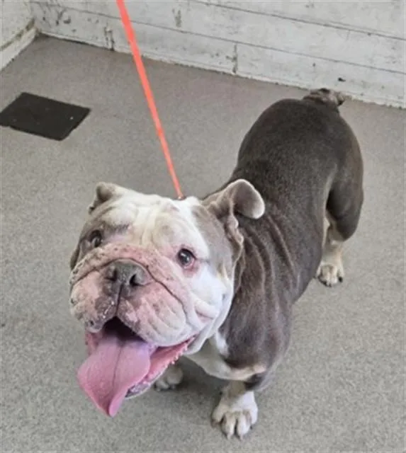 An adult medium-sized female English Bulldog dog named Agnus for adoption in San Bernardino, CA