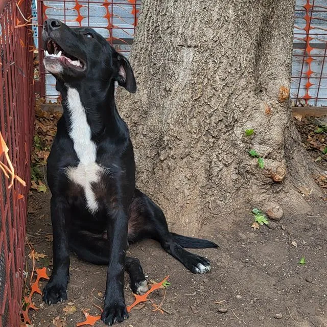A young medium-sized male Labrador Retriever dog named Sheldon for adoption in San Antonio, TX