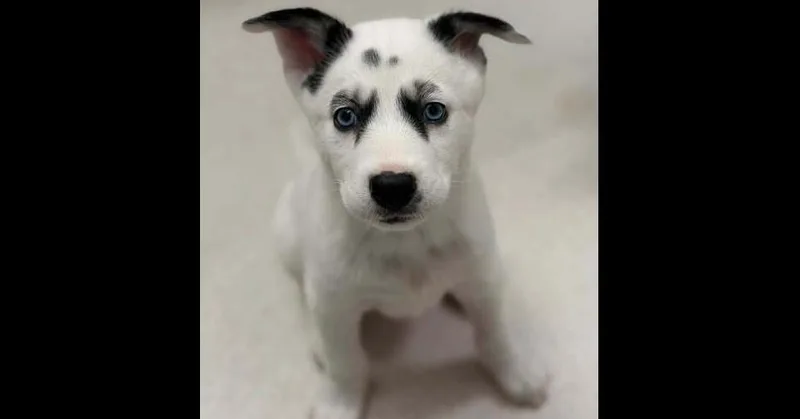 Brave Hearts: Odin thumbnail 2