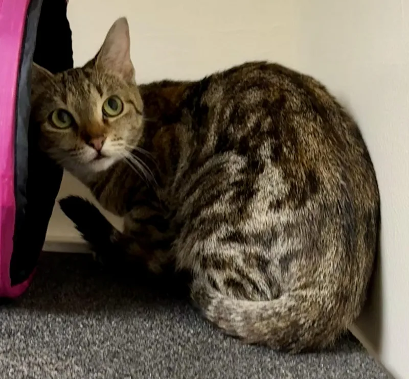 An adult medium-sized female Domestic Short Hair cat named Harley for adoption in Miller Beach, IN