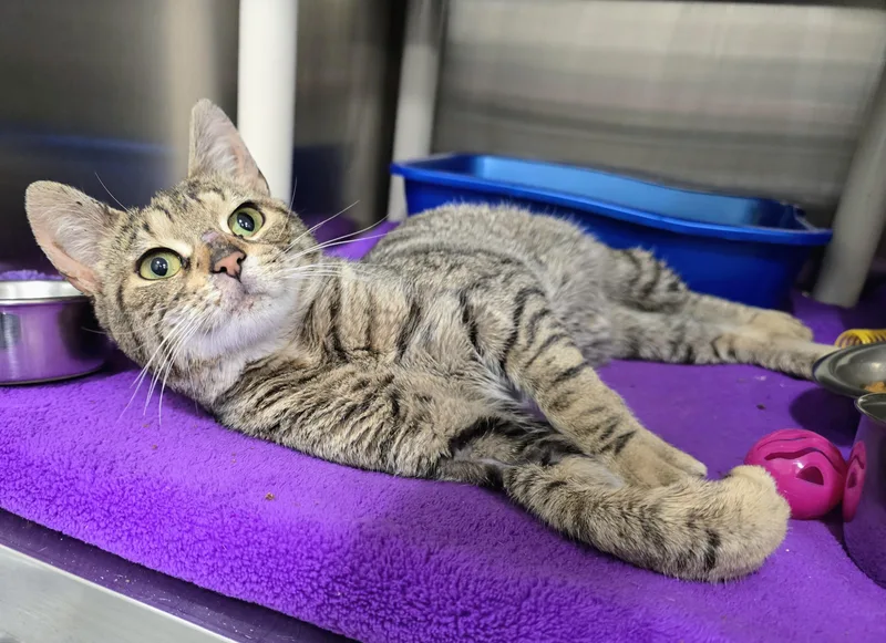 A young medium-sized female Tabby (Brown / Chocolate) Domestic Short Hair cat named Casper for adoption in Amityville, NY