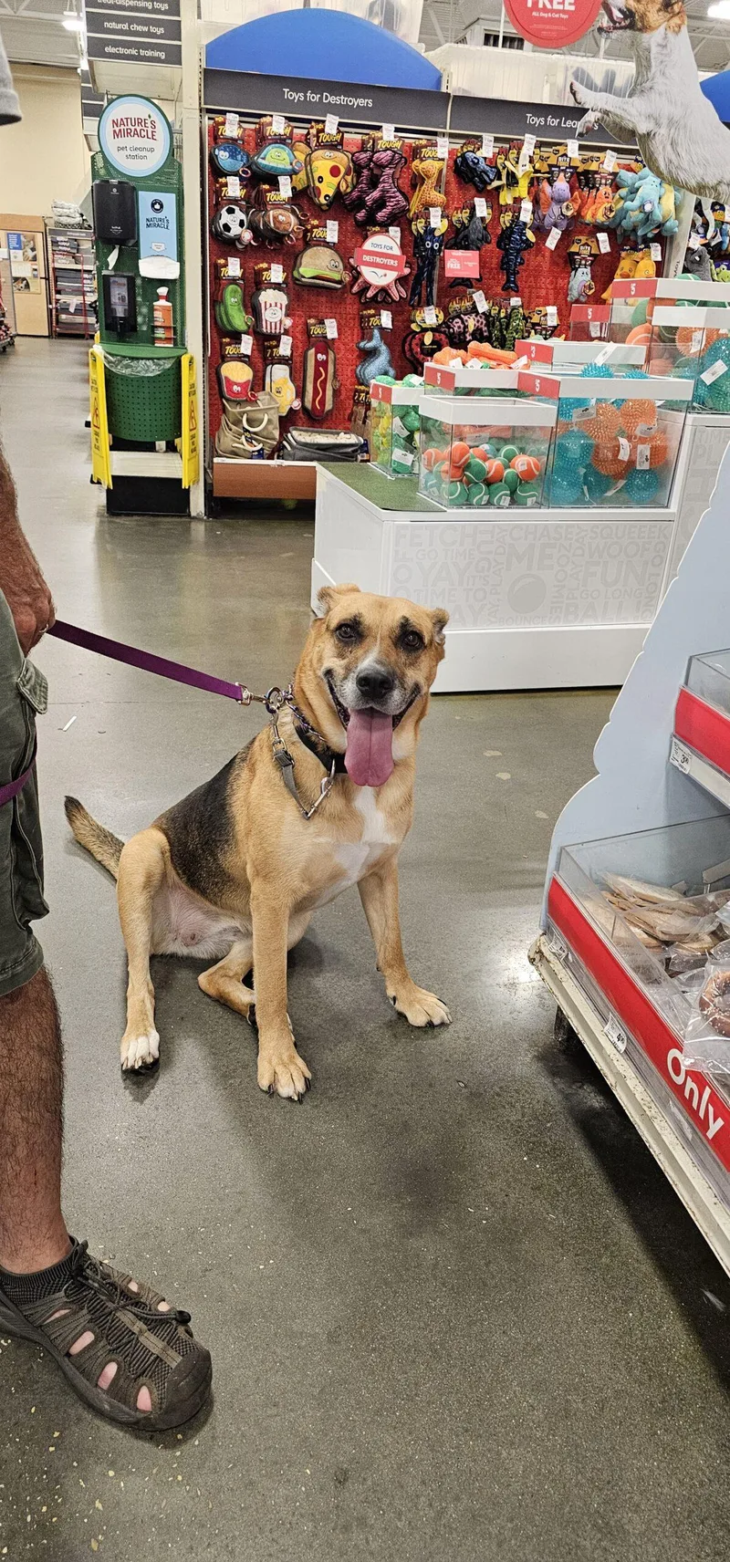 Chia Rose thumbnail 2