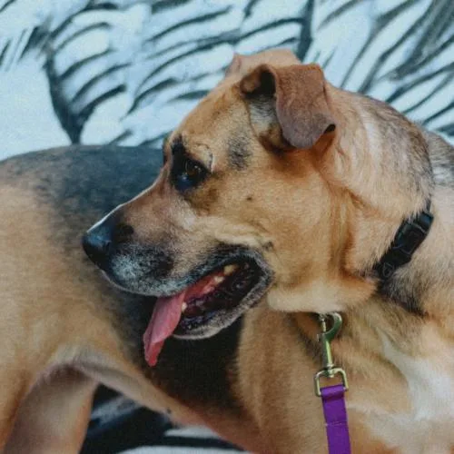 Chia Rose thumbnail 3