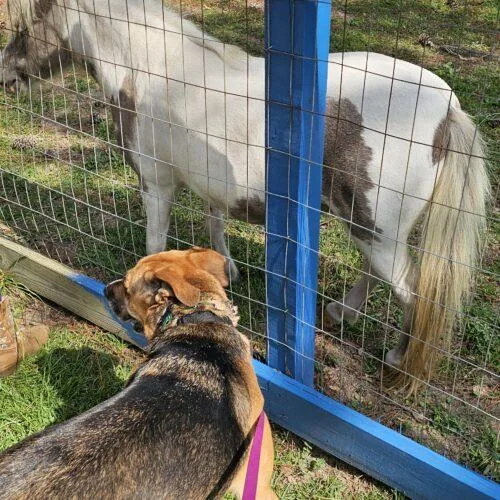 Chia Rose thumbnail 4