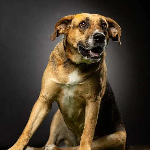 Chia Rose thumbnail 5