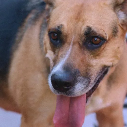 Chia Rose thumbnail 6