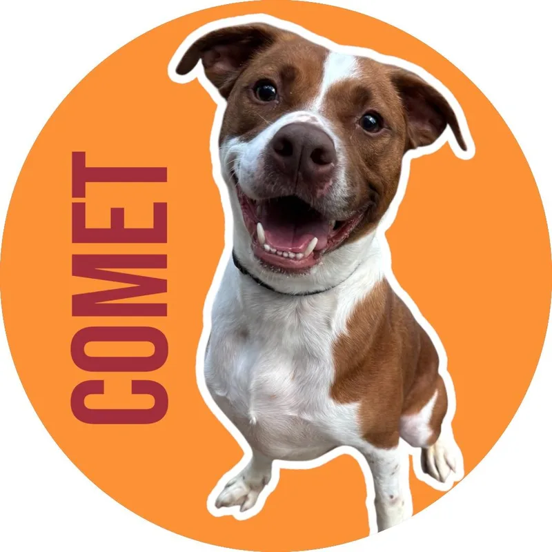 Comet thumbnail 4