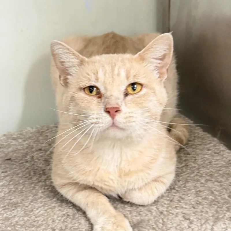 A young medium-sized male Domestic Short Hair cat named Boone for adoption in Battle Creek, MI