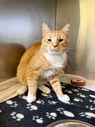 An adult medium-sized male Domestic Short Hair cat named Boone for adoption in Williamsport, PA