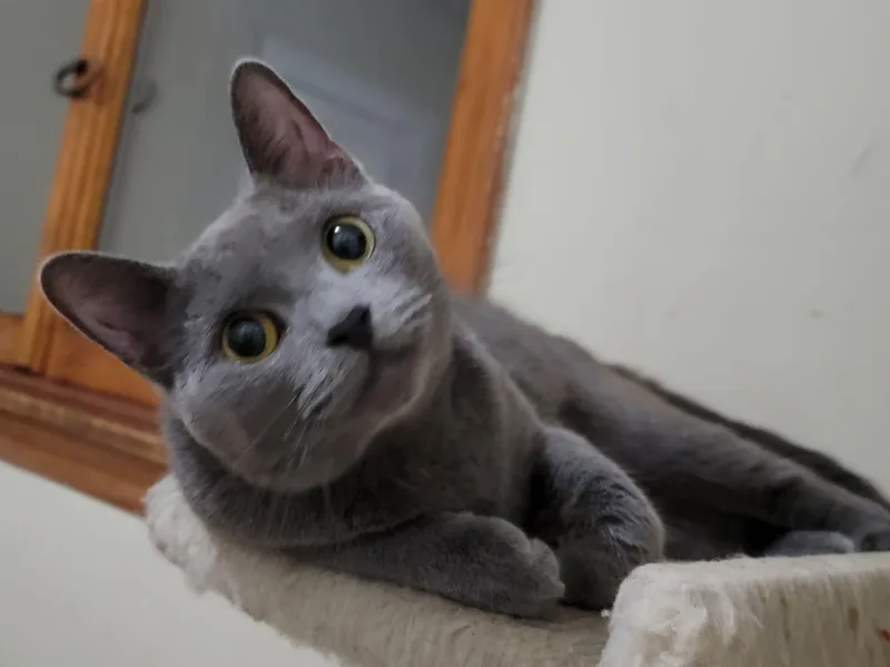 Agatha