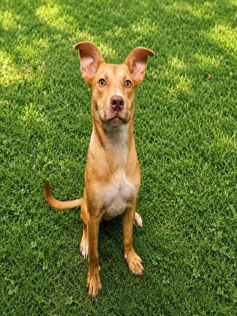An adult medium-sized female Pit Bull Terrier dog named Harley for adoption in Wylie, TX