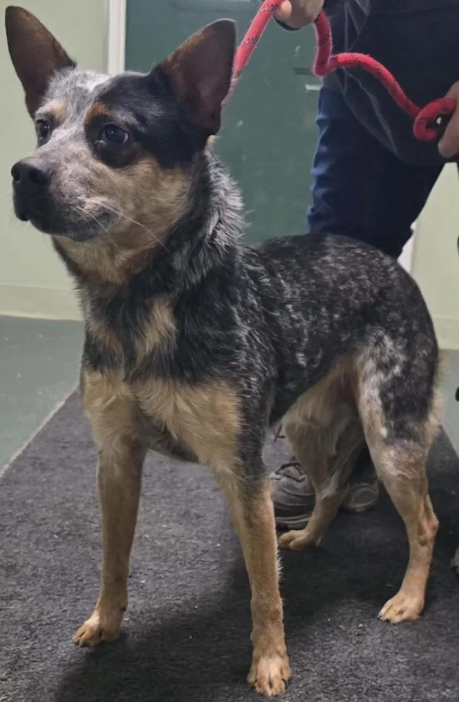 A young medium-sized male Australian Cattle Dog / Blue Heeler dog named Wayne for adoption in Hillsdale, IN