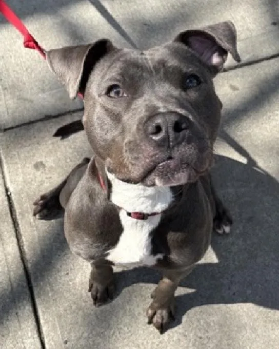 An adult medium-sized female Gray / Blue / Silver Mixed Breed dog named Bubbles for adoption in New York, NY