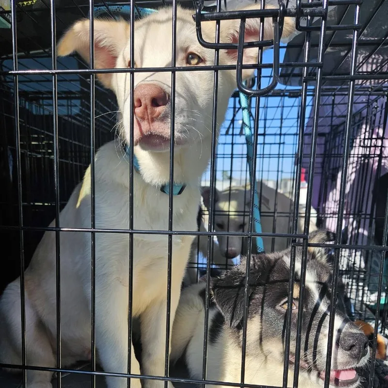 Husky Boy   thumbnail 2